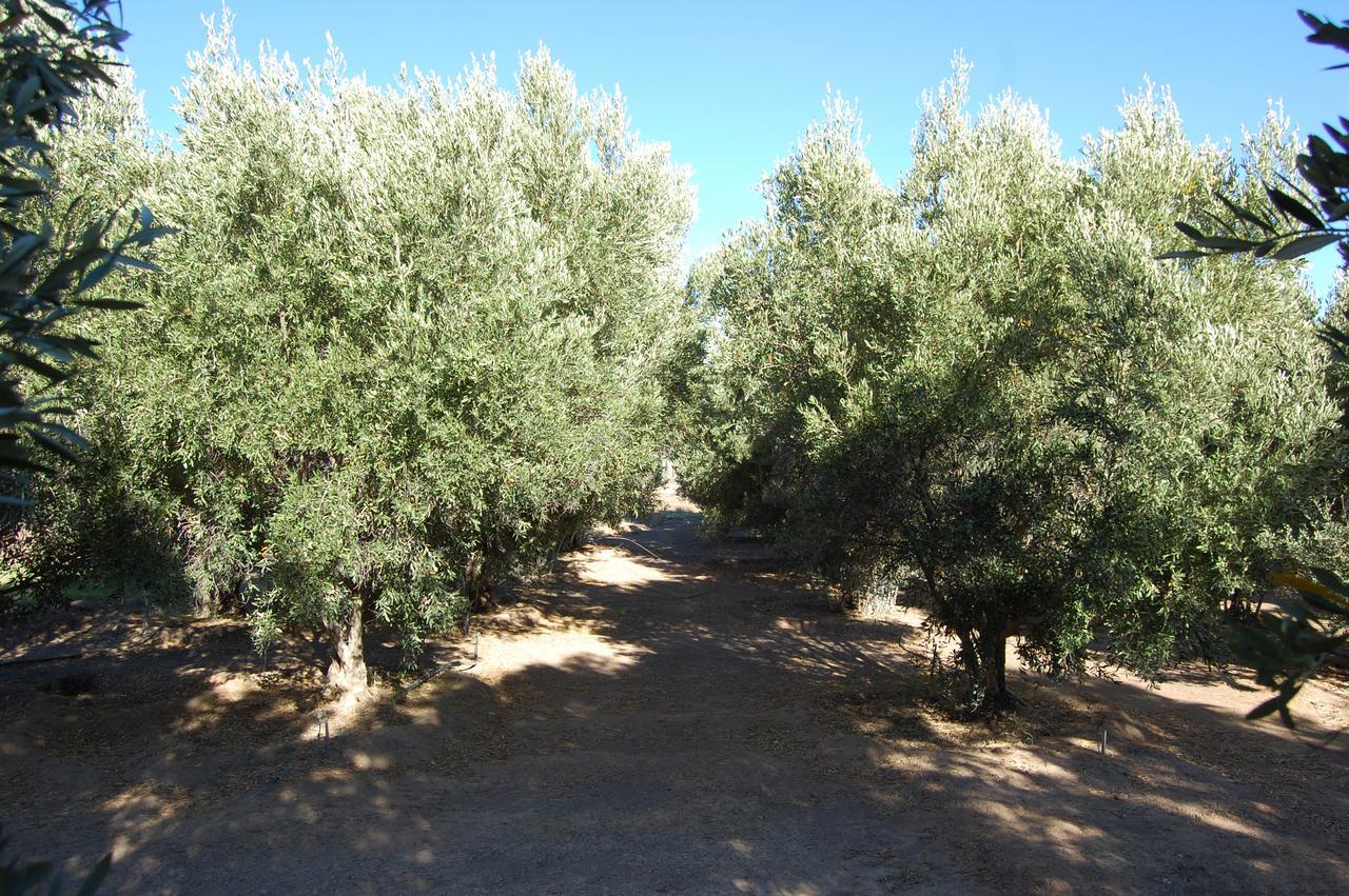 Longacre Olive & Vineyard Estate Vendégház Langebaan Kültér fotó